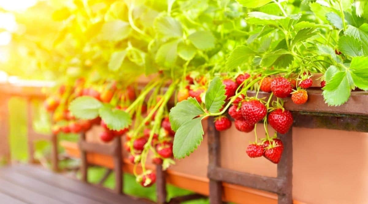 Grow Delicious Strawberries in Pots: Perfect for Small Spaces