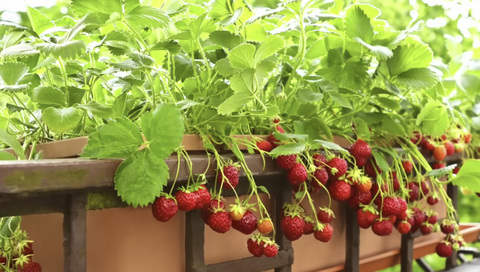Why Grow Strawberries in Pots? Save Space, Deter Pests, & More