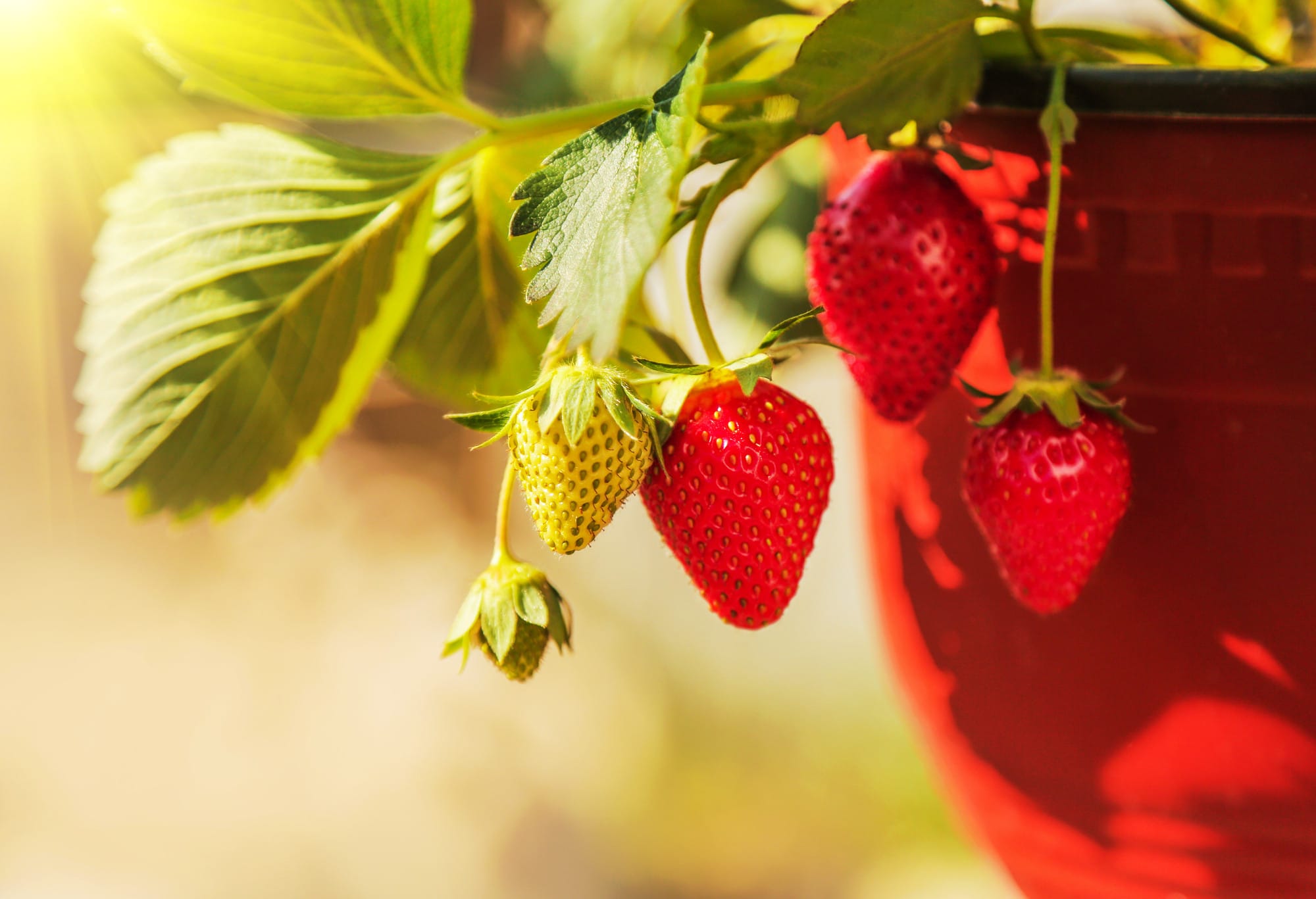 Your Simple Guide to Pot-Grown Strawberries for Beginners